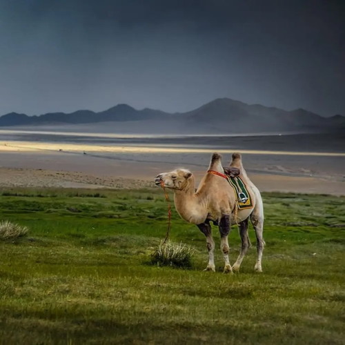 Central Asian Architecture