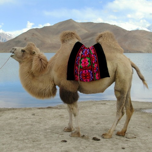 Central Asian Festivals And Celebrations